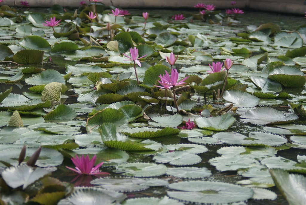 lotus