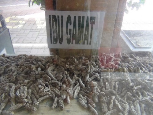 sea-slugs Langkawi's Gamat Sea Cucumber