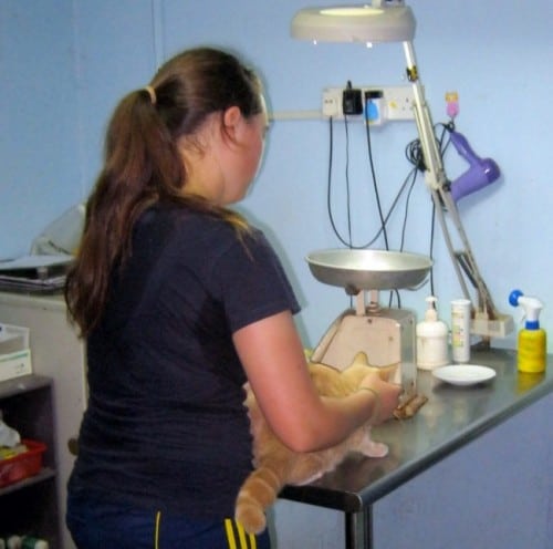 volunteer Langkawi Animal Shelter & Sanctuary