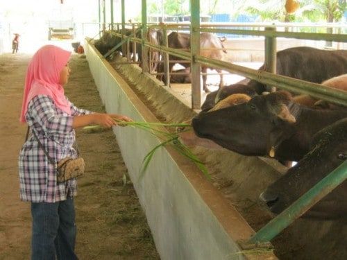 girl Langkawi Buffalo Park