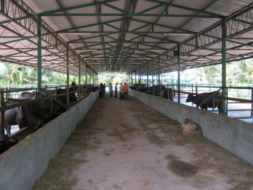 pens Langkawi Buffalo Park