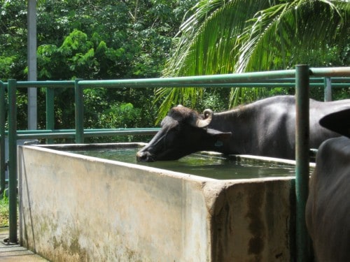 Langkawi buffalo park Buffalo Park