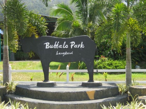 Buffalo park langkawi