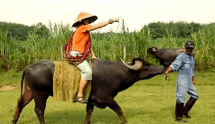 buffalo-riding Langkawi Buffalo Park