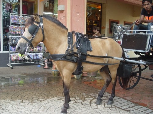 pony Oriental Village, Langkawi's 'Magic' Kingdom