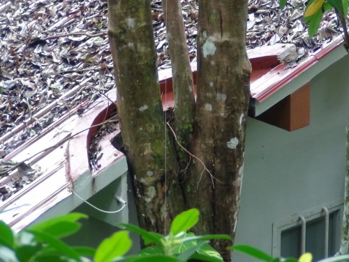 roof Ambong-Ambong Rainforest Retreat