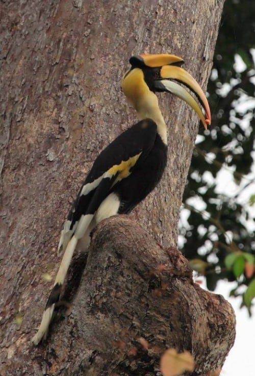 great-hornbill Langkawi Birdwatching