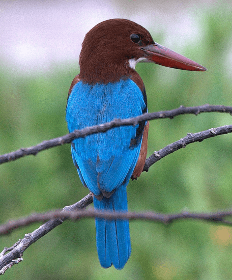 white-throated-kingfisher Langkawi Birdwatching