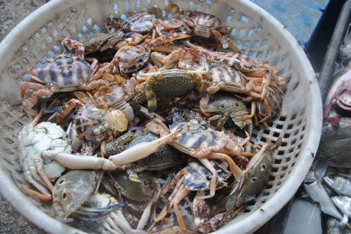 crabs Langkawi Wet Markets
