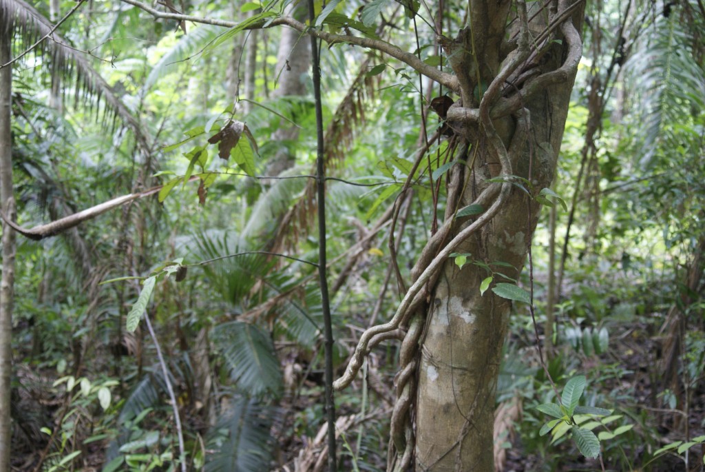 jungle-vines The Datai, Luxury in the Rainforest