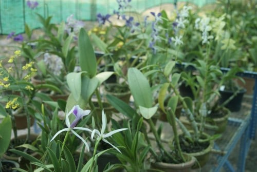Visit to the Langkawi Orchid Farm 