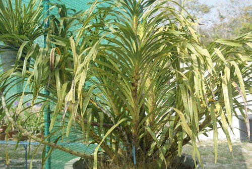 Visit to the Langkawi Orchid Farm