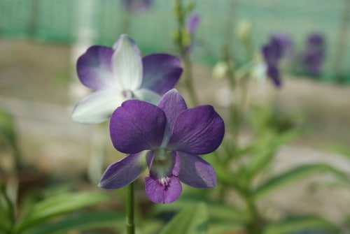 Visit to the Langkawi Orchid Farm