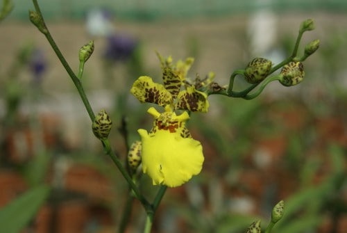 Visit to the Langkawi Orchid Farm