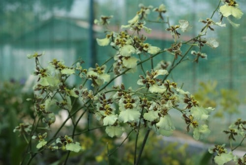 Visit to the Langkawi Orchid Farm