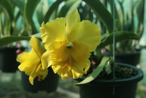 Visit to the Langkawi Orchid Farm