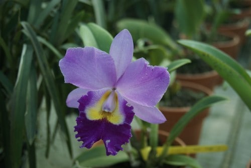 Visit to the Langkawi Orchid Farm