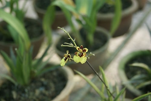 Visit to the Langkawi Orchid Farm