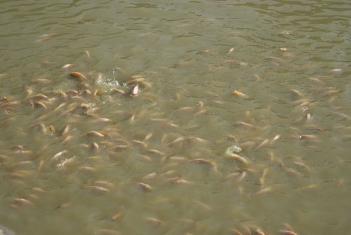 Visit to the Langkawi Orchid Farm