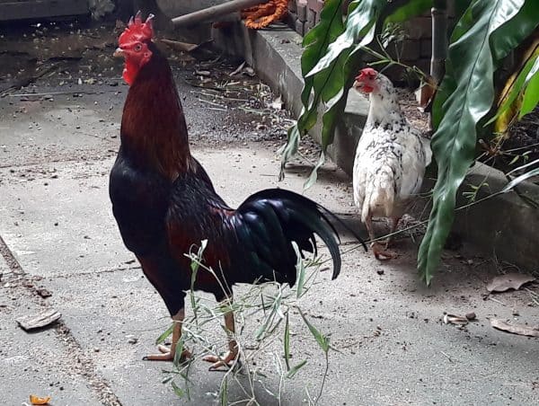 Year of the Rooster