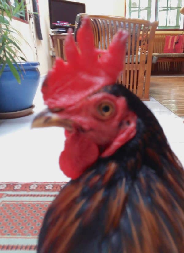 year-of-the-fire-rooster-and-the-blonde-bombshell