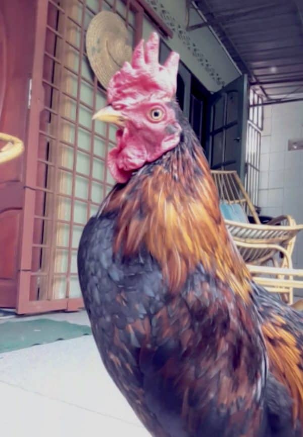 Year of the Rooster