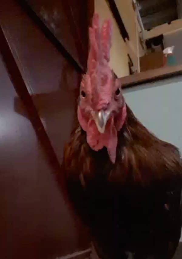 Year of the Rooster