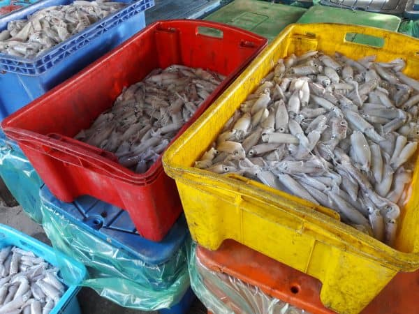 Choosing Langkawi Homestays or Kampung Stays