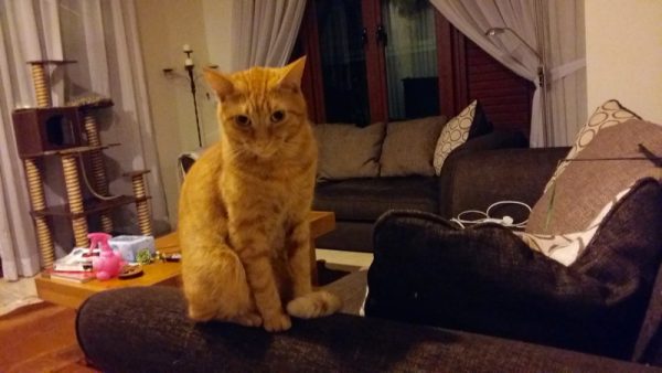 Perils of Pet Sitting