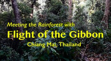 Meeting the Rainforest with Flight of the Gibbon