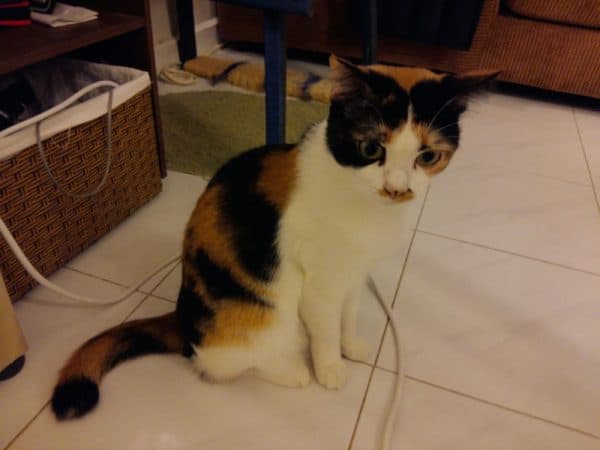 Perils of Pet Sitting