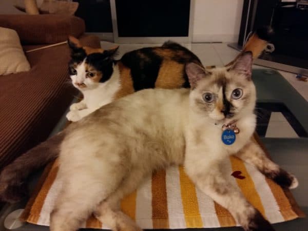 Perils of Pet Sitting