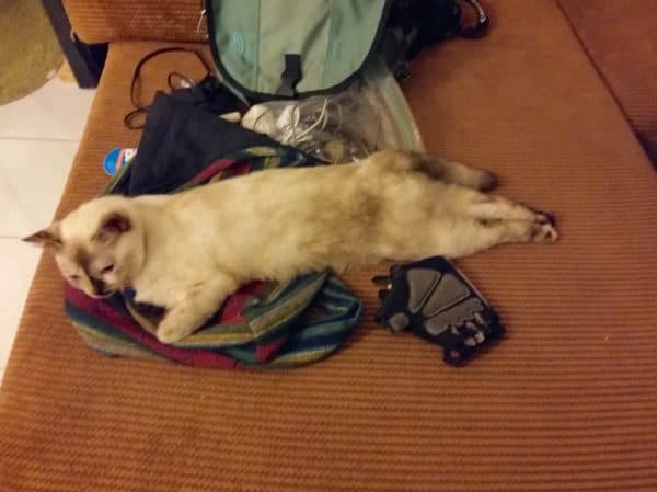 Perils of Pet Sitting