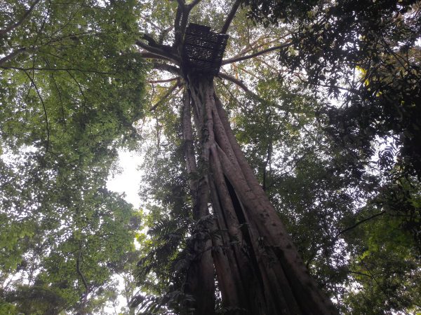 Flight of the Gibbon zipline