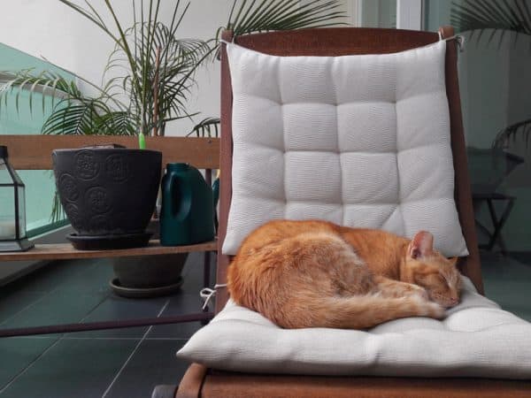 Perils of Pet Sitting