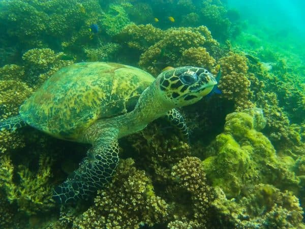 Saving Malaysian Sea Turtles; the Good, the Bad & the Promising