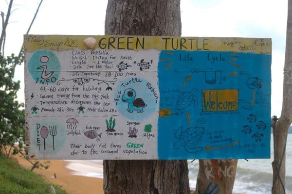Saving Malaysian Sea Turtles; the Good, the Bad & the Promising