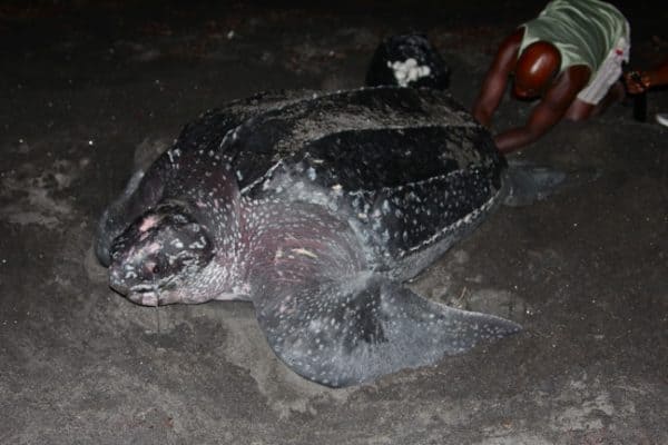 Saving Malaysian Sea Turtles; the Good, the Bad & the Promising
