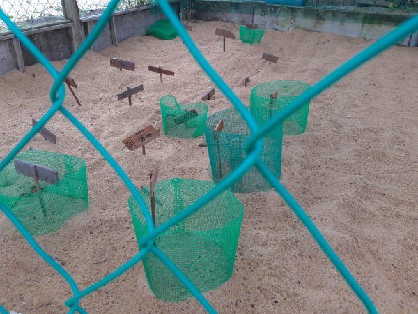 Saving Malaysian Sea Turtles; the Good, the Bad & the Promising