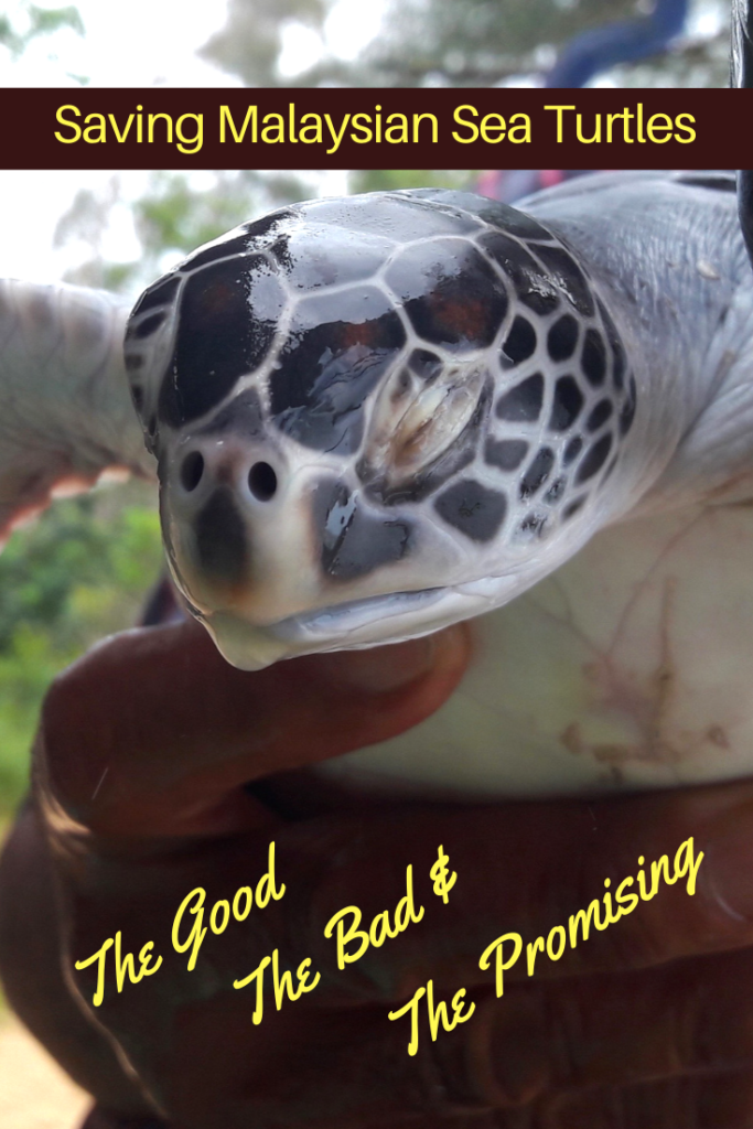 Saving Malaysian Sea Turtles; the Good, the Bad & the Promising