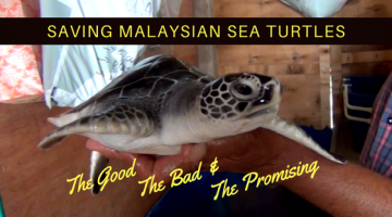 Saving Malaysian Sea Turtles; the Good, the Bad & the Promising