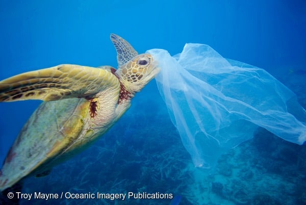 Saving Malaysian Sea Turtles; the Good, the Bad & the Promising