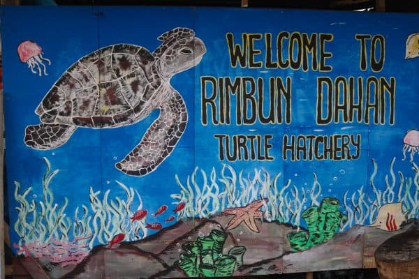 Saving Malaysian Sea Turtles; the Good, the Bad & the Promising