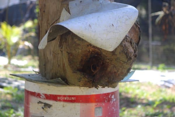 Meeting Malaysian Stingless Bees in Langkawi