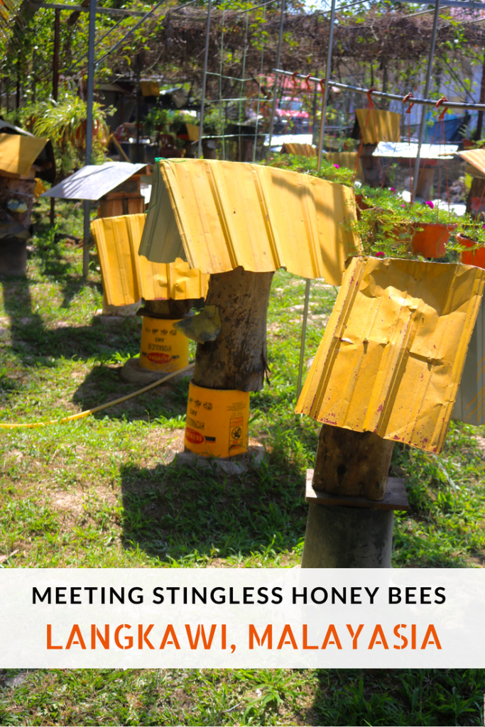 Meeting Stingless Honey Bees in Langkawi