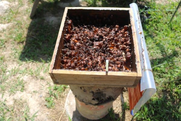Meeting Malaysian Stingless Bees On Langkawi Island