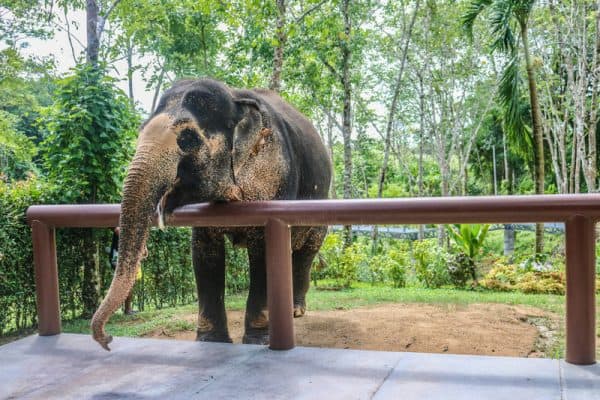 Best Phuket Elephant Sanctuary