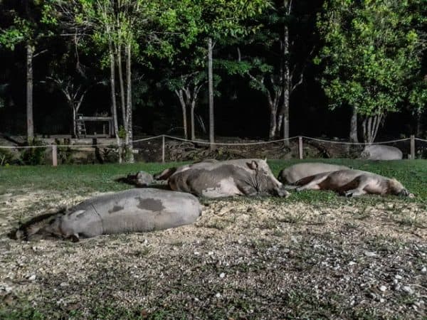 Top Things to Do in Sandakan