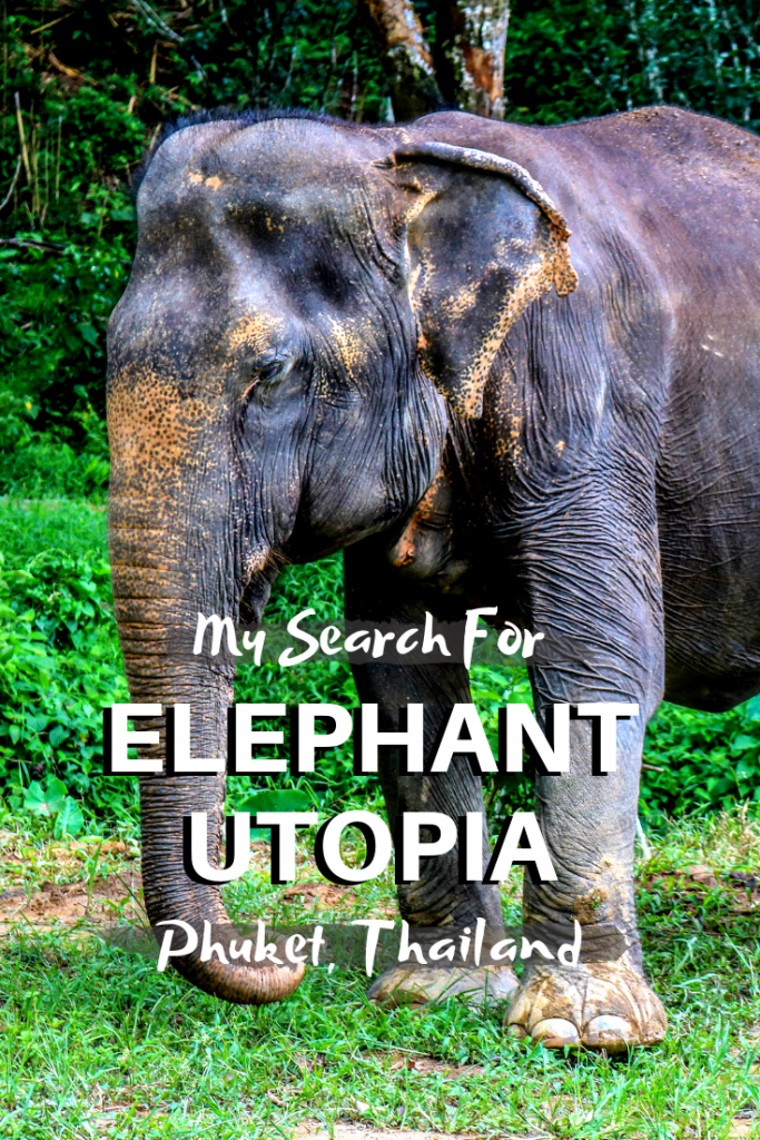 My Search for Elephant Utopia in Phuket