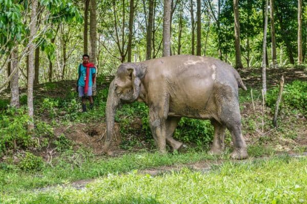 Best Phuket Elephant Sanctuary